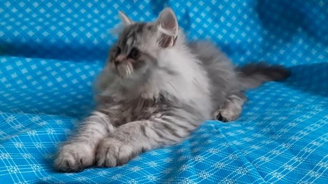 Купить котенка шотландского длинношерстного - ПРЕДЛАГАЕМ: котята для Вас! смотреть онлайн