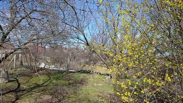 Зацвёл кизил. смотреть онлайн