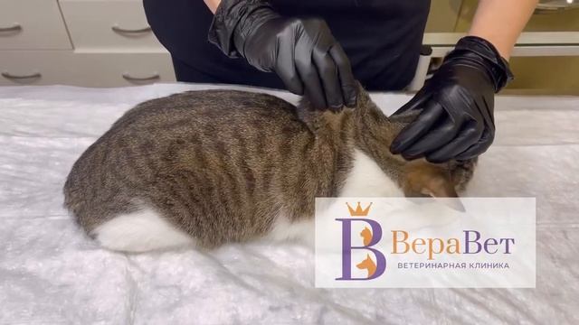 Как определить степень обезвоживания