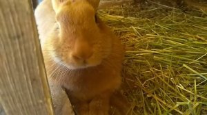 Крольчихи не покрываются.Осень у кроликов.