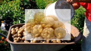 Что будет, если Есть Картошку Каждый день?