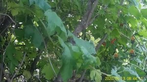 Причины почему калина не цвела .