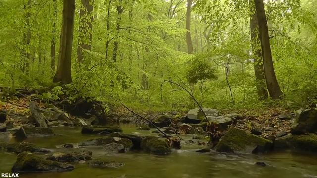 ? ЗВУКИ НОЧНОГО ЛЕСА. ЗВУКИ СВЕРЧКОВ, РЕЛАКС ДЛЯ СНА, АСМР, HD ? смотреть онлайн