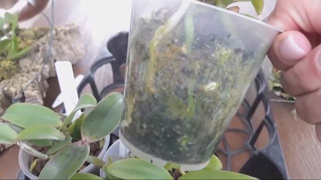 Cattleya aclandiae или Леди Экланд Уход и Содержание орхидеи в домашних условиях. смотреть онлайн