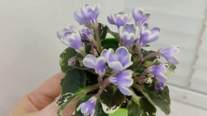 Фиалка Н-Лесной Родник