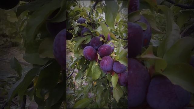 Кубанская комета