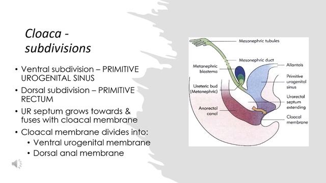 Development of GIT Module 4 (Hind gut) by Dr P K Ramakrishnan смотреть онлайн