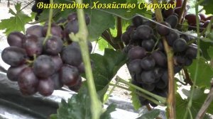 Виноград 2022. Кумир - сигналки