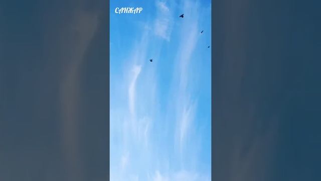 САМАРКАНСКИЕ ГОЛУБИ Б.САНЖАРА #TAUBEN #PIGEONS смотреть онлайн