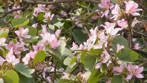 BAUHINIA FORFICATA - BRAZILIAN ORCHID TREE