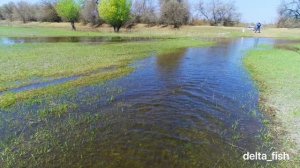 Нерест диких сазанов в самом сердце Дельты