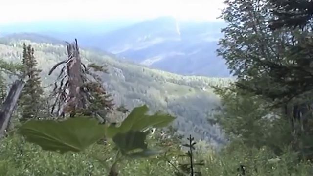 Мелис Нукси Арман ғашық