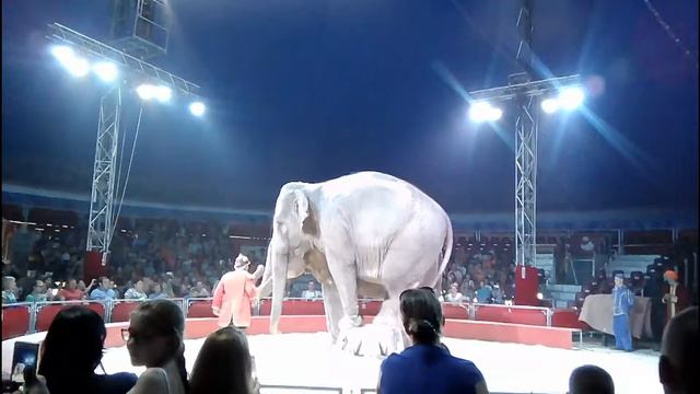 Цирк Кобзов Итальянский цирк Выступление слонов и красивый финальный выход Рубежное. Circus Kobzov смотреть онлайн