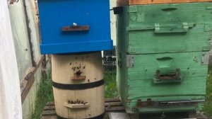 Комбинированное пчеловодство: бочка колода + Дадан