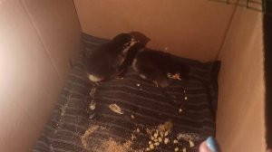 Первое средство от поноса у цыплят!