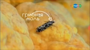 Микроистория. Грибоеды.