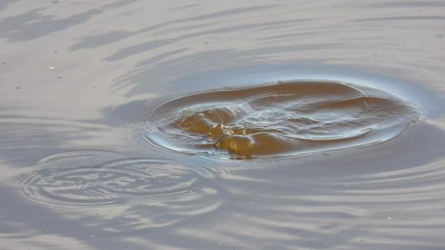 Чернеть Хохлатая, птенец утенок, наблюдение птиц, 14 августа 2023, Новгородская область