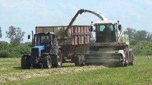 Уборка сенажа в СПК "Гигант": Claas Jaguar 870 и тракторы МТЗ трудятся рука об руку