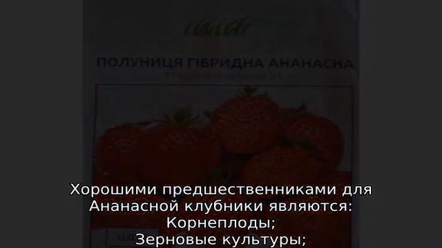 Клубника Ананасная