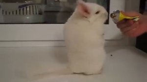 Ножками приколненько топает