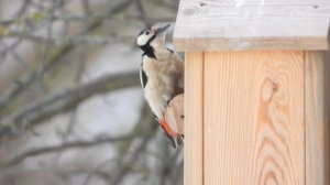 Дятел, самка, присматривается к скворечнику, наблюдение птиц в Великом Новгороде, 23 февраля 2024