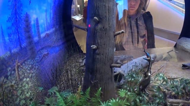 Национальный музей в Вашингтоне | 1 День в Вашингтоне