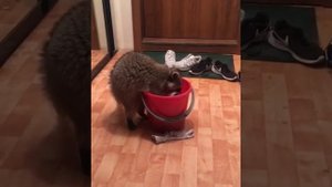 Енот стирает носки