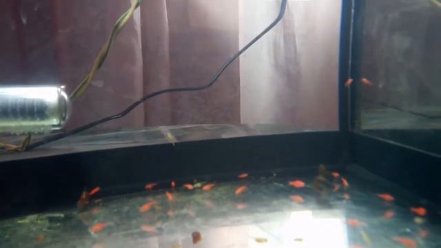 Малек красного барбуса гло смотреть онлайн