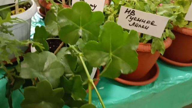 Выставка Пеларгоний 20.08.2022г. г. Архангельск. смотреть онлайн