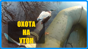 Охота на утку весной.