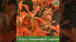 Лилия азиатская махровая Маст Си