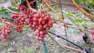 @Виноград мускат  Виноград Рубиновый Юбилей  Виноград 2021