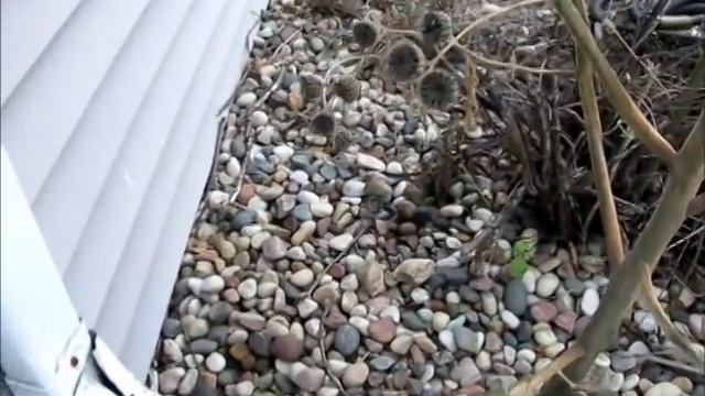 Velvet Leaf- The Plant pt 1