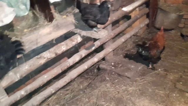 Инкубация яиц?❗ Занеслась ухейилюй?❗ Утки не несутся ??Куры несутся очень хорошо ?Кролики ?Индоутят смотреть онлайн