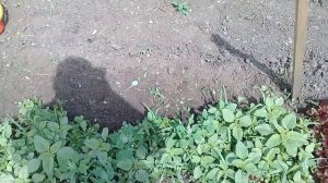 На огороде .Огород оппой вверх сорняки мокрица полезная травка.☺☺☺