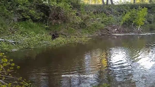 Бобры забобрили мне рыбное место