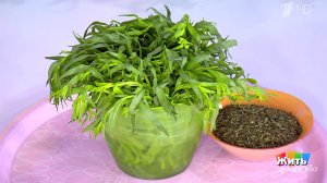 Супертрава на вашей грядке: тархун. Жить здорово! Фрагмент выпуска от 22.06.2020