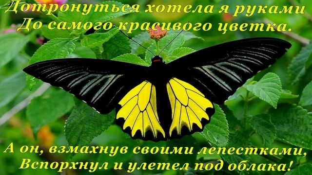 Бабочка - цветок на цветке смотреть онлайн