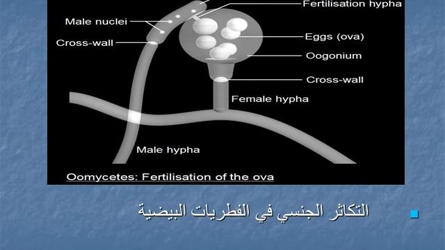 المحاضرة السادسة / الصفات العامه لشعبة Oomycota