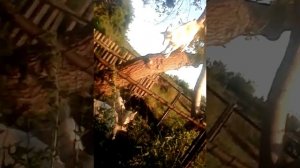 Прикол Где это видано,что КОЗЛЫ по деревьям лазят?