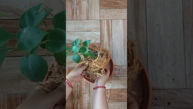 How To Make Kokedama of Bougainvillea Plant. Easy and Simple смотреть онлайн