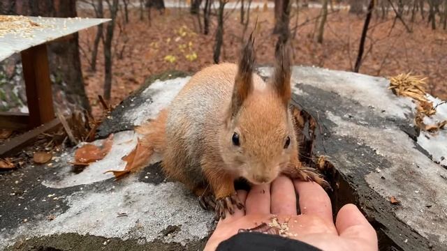 Милая Белочка есть орешек) смотреть онлайн
