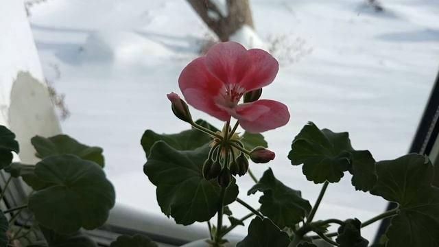 Зацветают пеларгонии. Готовлю грунт для рассады болгарского перца и томатов. смотреть онлайн