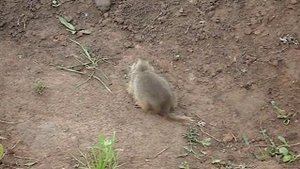 Как звонко пищит суслик из своей норки