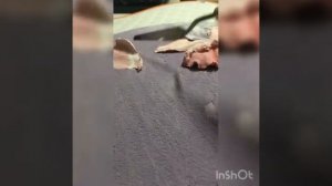 Sculpture painting.Orchids in progress / Скульптурная живопись, процесс создания орхидеи.