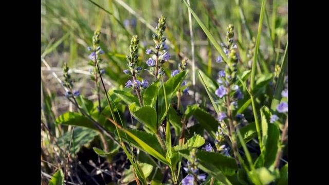 #Вероника3 #Цветы садовые58 Декоративные растения смотреть онлайн