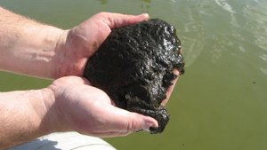 Срочное определение качества озерных илов и сапропеля