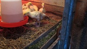 Как ухаживать за гусями. (Уход за 3 недельными гусямами)