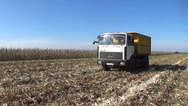 Комбайн Claas Lexion 770 убирает кукурузу на зерно смотреть онлайн