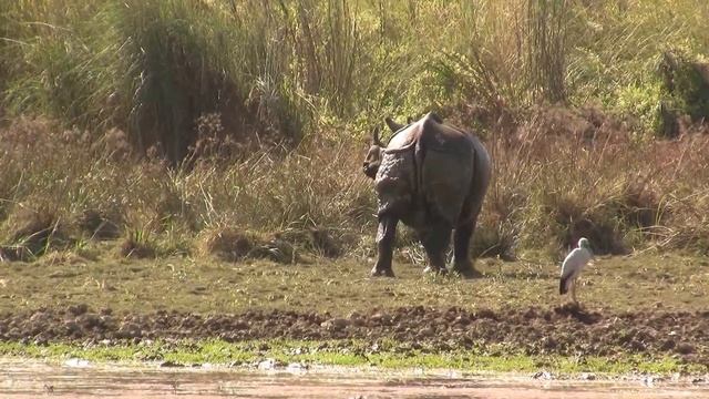 Greater One-horned (Indian) Rhino, Nepal. Индийский носорог; Непал (2235sp) смотреть онлайн